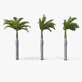 3D Palms Royal 01 model